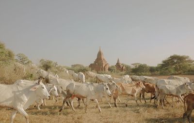 Horses in a field