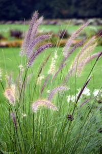 Close-up of plant growing on field