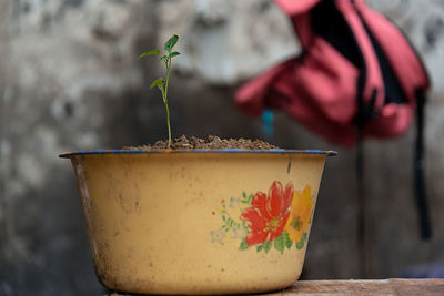 A small plant in a yellow pott