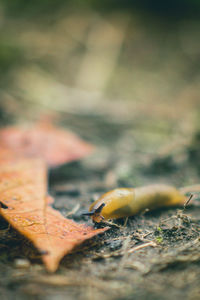 Close-up of insect on land