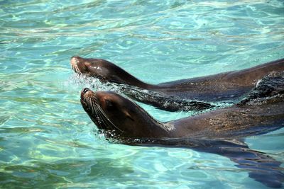 Close-up of turtle in water