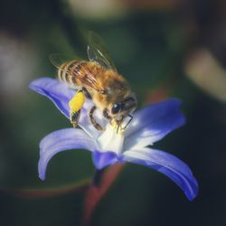 Close-up of bee pollinating on purple flower