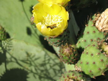 Close-up of yellow prickly pear cactus