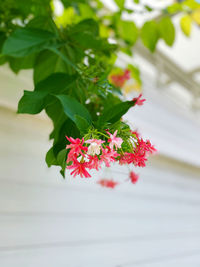 Close-up of red flowering plant