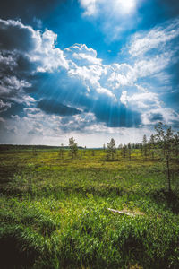 Scenic view of field against sky