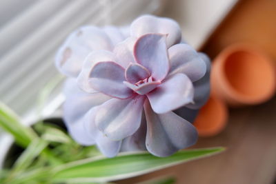 Close-up of white flowering plant