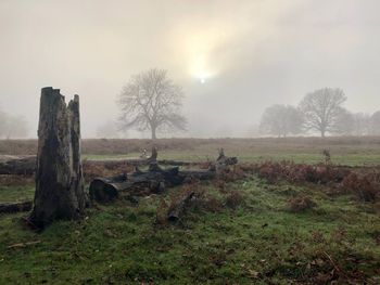 Trees on field against sky