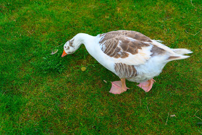 High angle view of bird on field