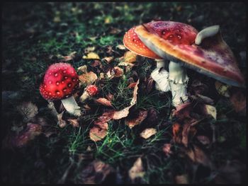 Close-up of fly agaric mushroom on field