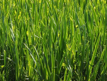 Full frame shot of corn field