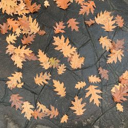 High angle view of maple leaves