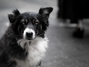 Portrait of dog on floor