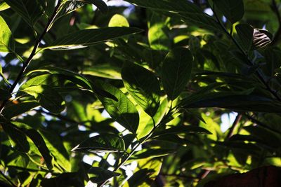 Close-up of fresh green leaves on tree