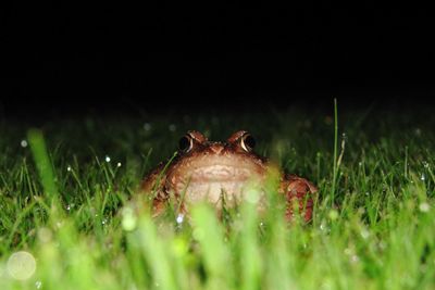 Close-up of frog on field