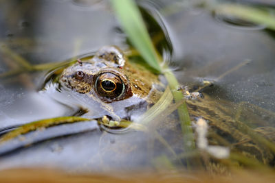 Close-up of frog swimming in lake