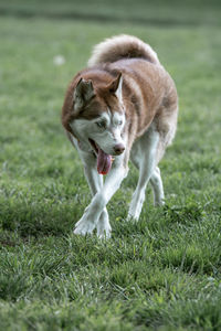 Portrait of a dog on grassland