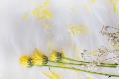 High angle view of yellow flowering plant