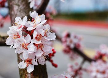 Close-up of cherry blossom