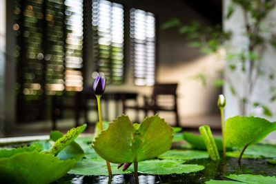 Close-up of lotus water lily