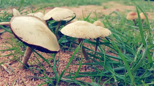 Close-up of mushroom growing on field