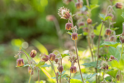 Close-up of flowering plant on field