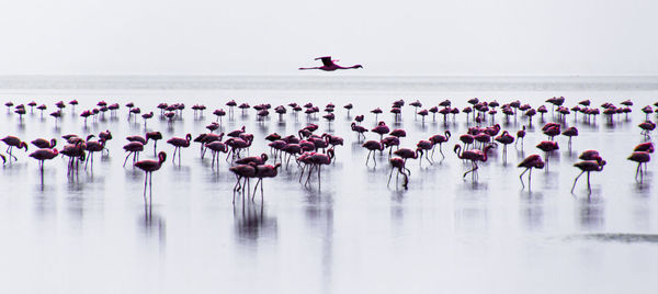 View of birds on the lake