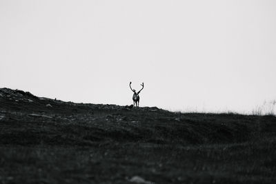 Majestic reindeer on hillside against sky