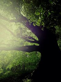 Trees growing in park