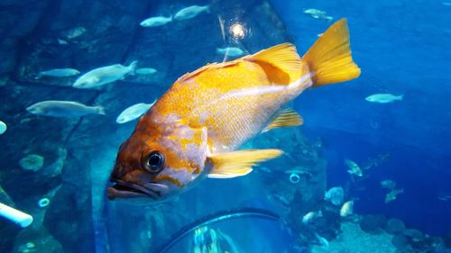 Close-up of fish underwater