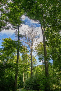 Low angle view of trees in forest