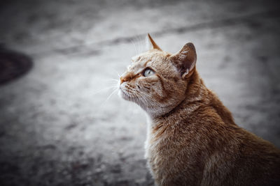 Close-up of a cat looking away