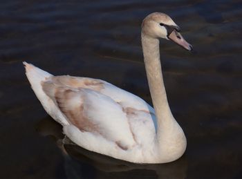 Close-up of swan swimming in lake