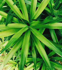 Full frame shot of leaves