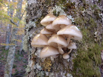 Close-up of mushroom on tree in forest