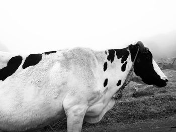 Close-up of cow on field against sky