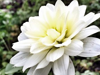 Close-up of white flower