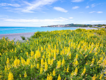 Yellow flowers growing on field by sea against sky