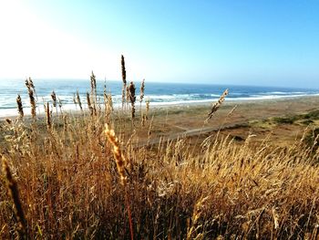 Scenic view of sea against clear sky