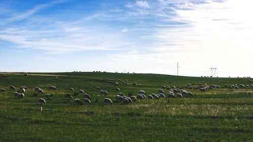 Scenic view of grassy field against cloudy sky