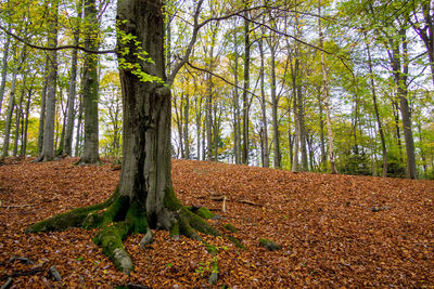 Trees in forest during autumn