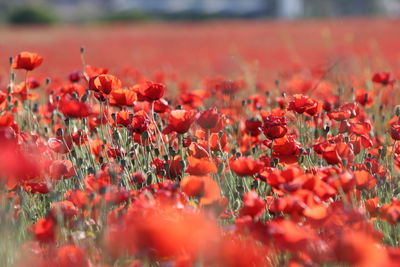 Close-up of red poppy flowers on field