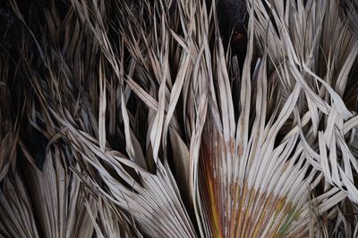 Full frame shot of dry leaf