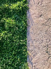 High angle view of grass growing on field