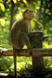 Monkey sitting on a tree