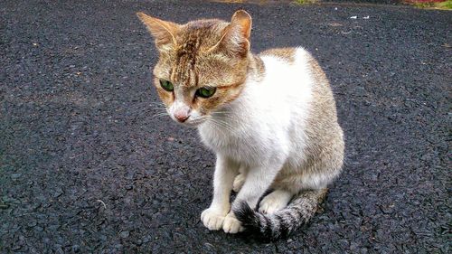 Portrait of ginger cat sitting on street