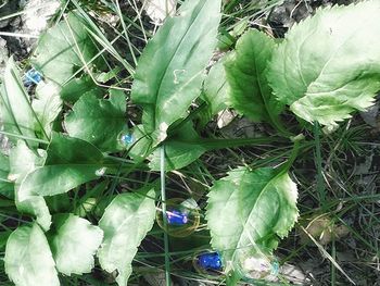 High angle view of green plant