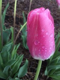 Close-up of wet pink flower