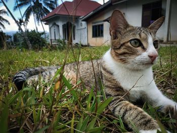 Cat sitting on the grass
