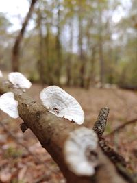 Close-up of mushroom growing on tree trunk