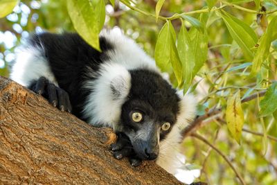 Portrait of a lemur 